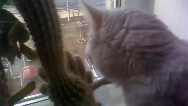 Кот ест кактус смотреть онлайн