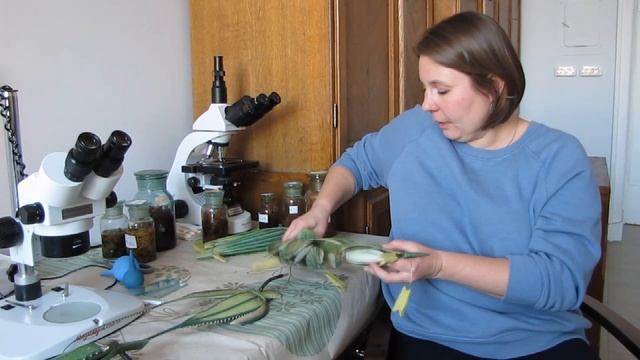 Бонус. Строение колоска злаков смотреть онлайн