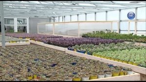 Город профессий - Цветовод