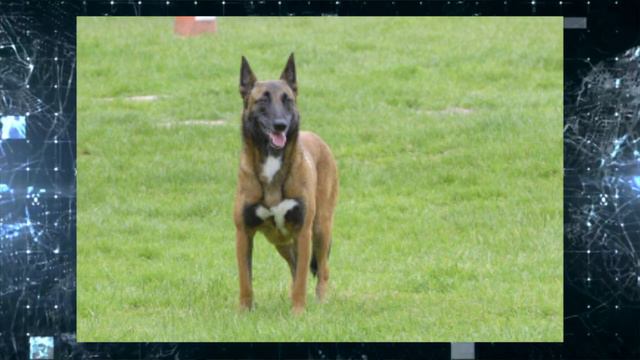 Малінуа або бельгійська вівчарка - цікаві факти про породу смотреть онлайн