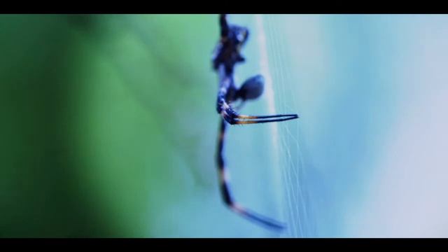 ACL Digital Cinema Demo Reel смотреть онлайн