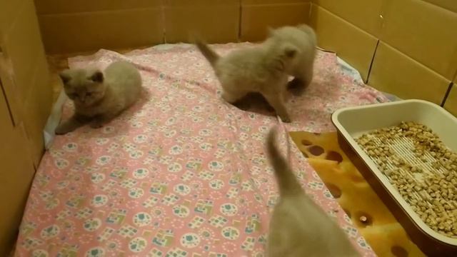 британские котята играются (29.01.2013) смотреть онлайн