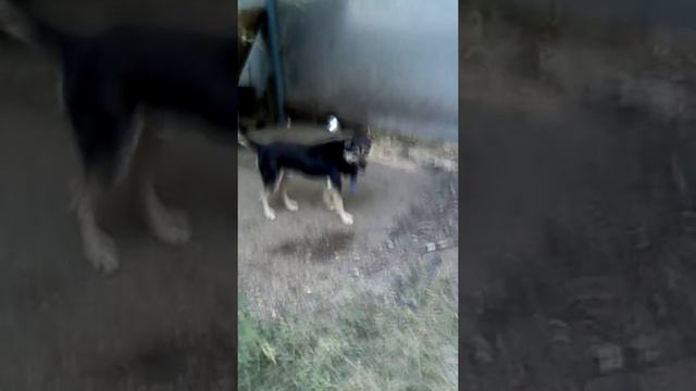 Дэзи и хате смотреть онлайн