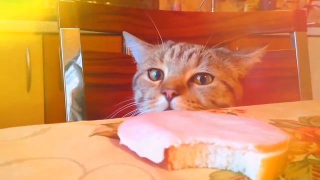 КОт вор смотреть онлайн