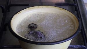 Скелет стрижа. Изготовление и обзор самых интересных особенностей строения. // Clever Cricket