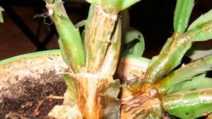 Вредители Декабриста. Как бороться с врагами-вредителями Рождественника.