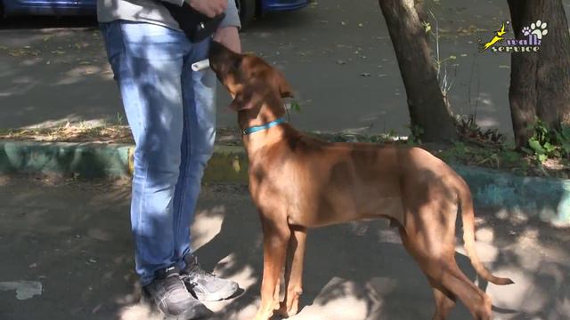 Риджбек Харви , переходим к бытовой апортировке, ОКД, питомник Тина-трейдинг смотреть онлайн