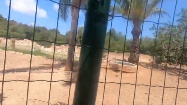 ПАФОС | КИПР | ЗООПАРК | Paphos ZOO | Супер время | Отдых смотреть онлайн