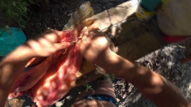 Как разделать сазана на филе с минимальными отходами. #астрахань #рыбалка #отпуск смотреть онлайн