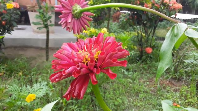 Which type of Zinnia is this? смотреть онлайн