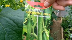 Огурцы Кураж, Китайские змеи . 11 июля .