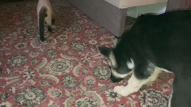 НАПАДАЕТ!!! КОТЁНОЧЕК СИАМСКИЙ ПАНДА И ЕГО ЩЕНОЧЕК!!! смотреть онлайн