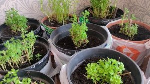 Хризантема мультифлора. Чем подкормить после зимовки.