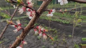 ?Монилиоз абрикоса. Схема защиты деревьев???