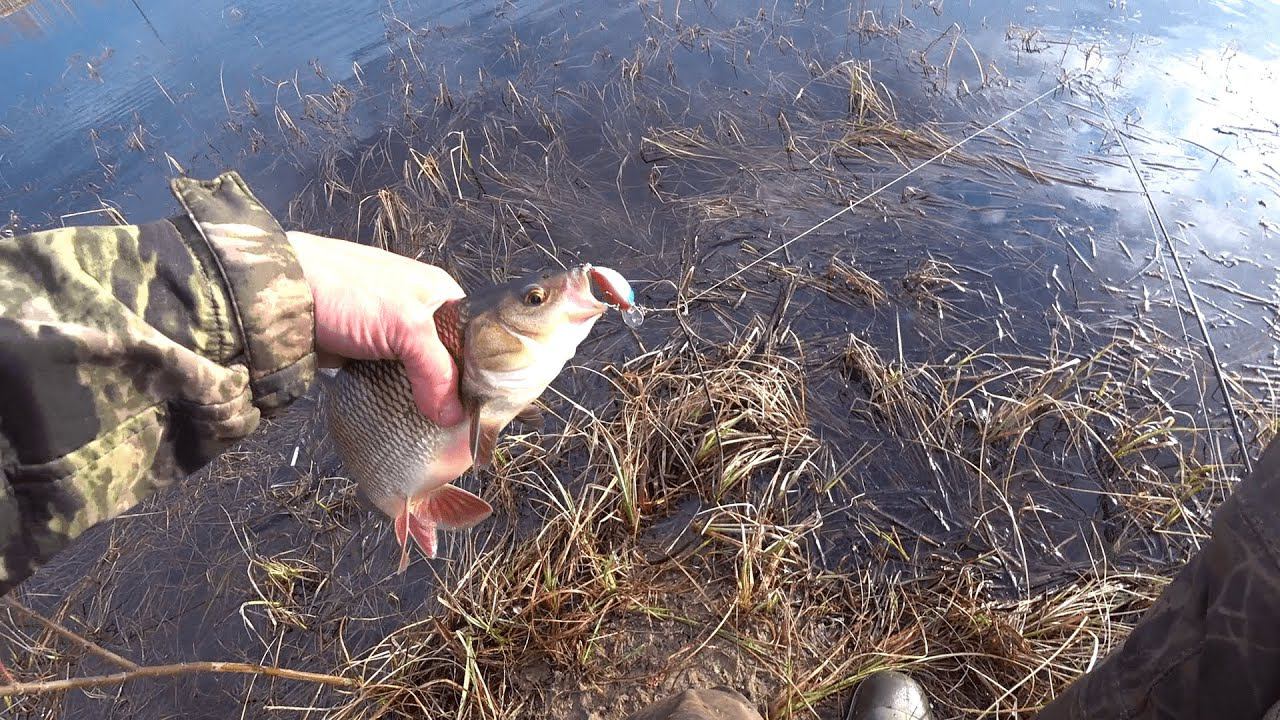 ВСЕ РУЧЬИ ОБЪЕХАЛИ ,А НАШЛИ ИХ В ОЗЕРЕ.РЫБАЛКА НА СПИННИГ И ПОПЛАВОК В МАЕ. смотреть онлайн