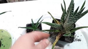 у алоэ скручиваются листья. почему?