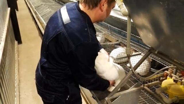 Определение беременности крольчих (пальпация) смотреть онлайн