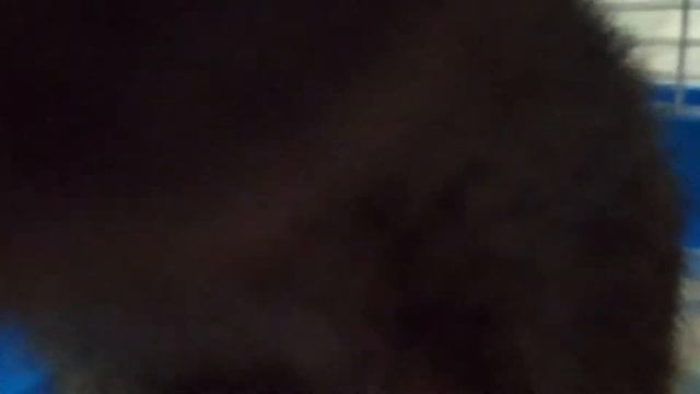 четыре основных причин ЗАВЕСТИ декоративную крысу! смотреть онлайн