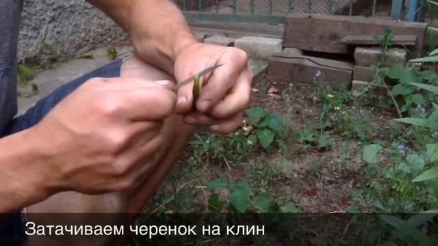 Прививка винограда зелёным черенком в зеленую лозу // Grape Grafting смотреть онлайн
