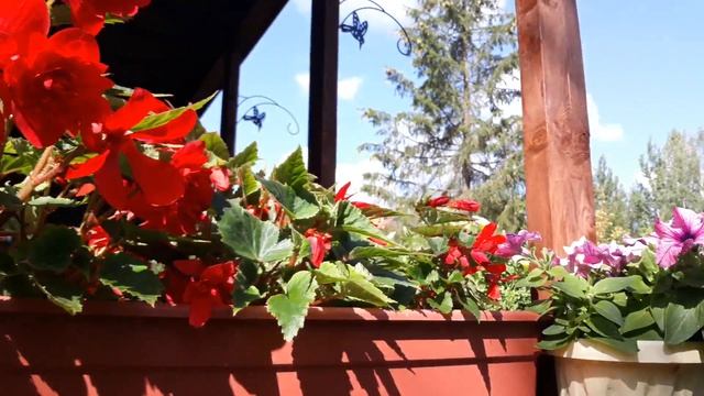 ПЕТУНИИ ДЛЯ ПОДВЕСНЫХ КАШПО/ СОРТА В СЕЗОНЕ 2019/ЧАСТЬ 3? смотреть онлайн