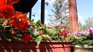 ПЕТУНИИ ДЛЯ ПОДВЕСНЫХ КАШПО/ СОРТА В СЕЗОНЕ 2019/ЧАСТЬ 3?