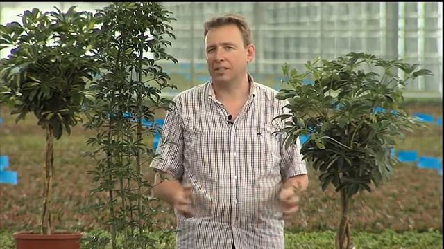 Råd om planter: Schefflera смотреть онлайн