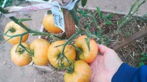 Томат Грейпфрут.