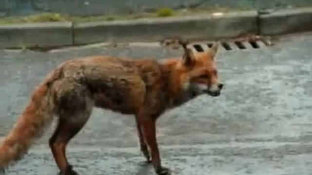 Прикол с лисицей! смотреть онлайн