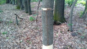 Ловля роев - ловушки для пчел. (МАСКИРОВКА)