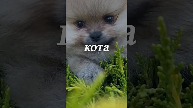 Ёк-макарёк... смотреть онлайн