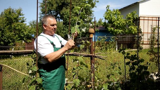 Засохла малина? На ней завёлся вредитель! смотреть онлайн