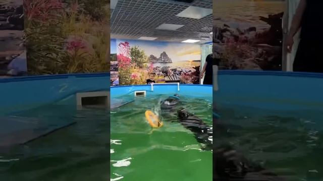 БАЙКАЛЬСКИЕ КОТИКИ? #каринанямнями #блогер смотреть онлайн