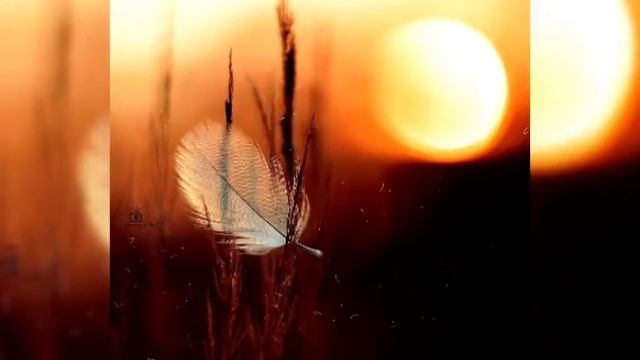 Эльфики. Психологическая сказка.1 часть. Люди-птицы. Автор Ирина Семина смотреть онлайн