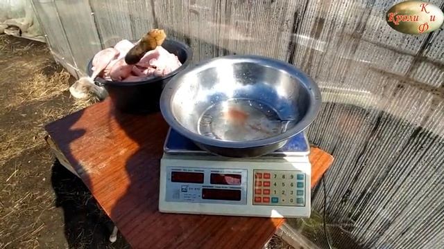 ВЫХОД МЯСА С КРОЛИКОВ/КАЛИФОРНИЯ И ПОМЕСЬ КАЛИФОРНИЯ-ФЛАНДР/СРАВНЕНИЕ смотреть онлайн