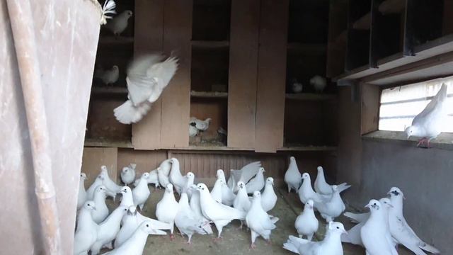 24 марта 2020 г. смотреть онлайн