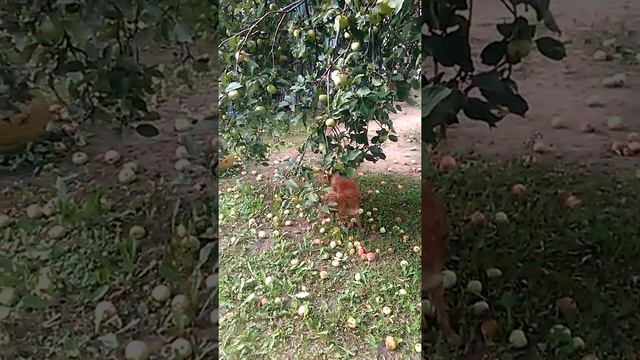 Собака рвет с дерева яблоки!!! смотреть онлайн