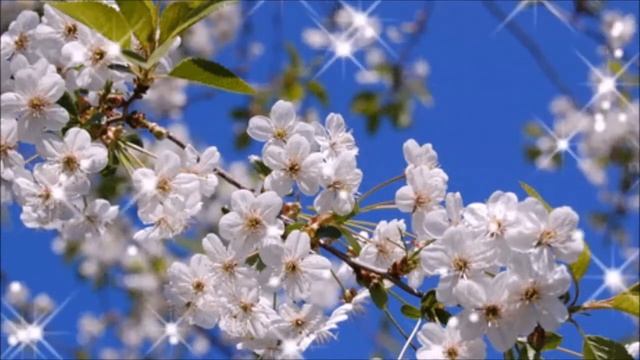 Ах, черёмуха буйная, смелая ? Красивая песня Ванды Мотор на стихи Лидии Тагановой смотреть онлайн