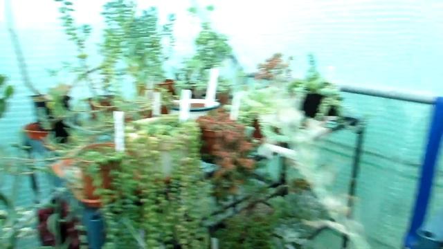 How to Water the String of Pearls Plant including String of Tears, Bananas & Dolphins - Senecio смотреть онлайн