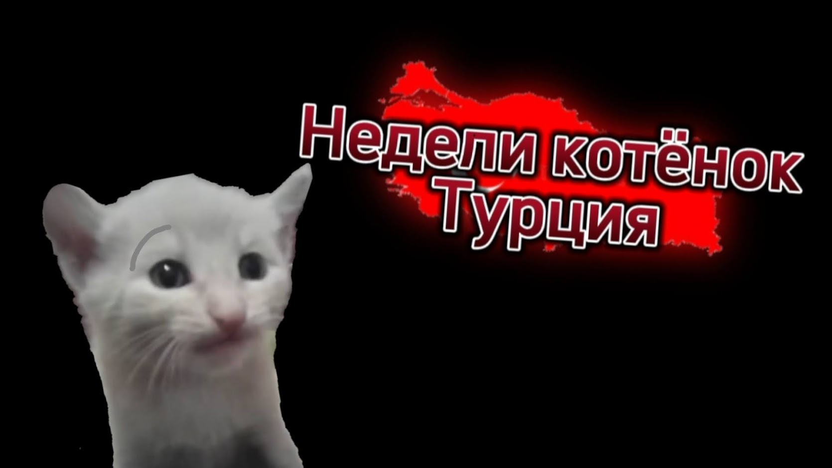 Недели котёнок Турция Заставка смотреть онлайн