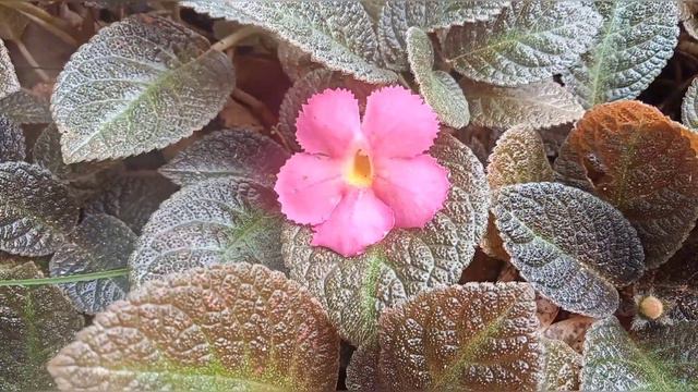 Episcia Plant Care Malayalam, Episcia Care And Propagation, Flame Violet Plant Care, Hanging Plants