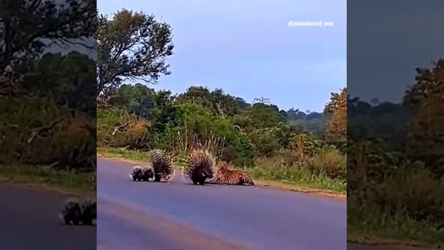 ?Живая Природа☘