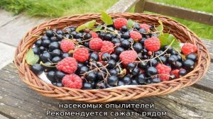 Что можно сажать рядом с малиной