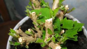 Обрезка ПУАНСЕТТИИ. Когда и как правильно обрезать Пуансеттию.