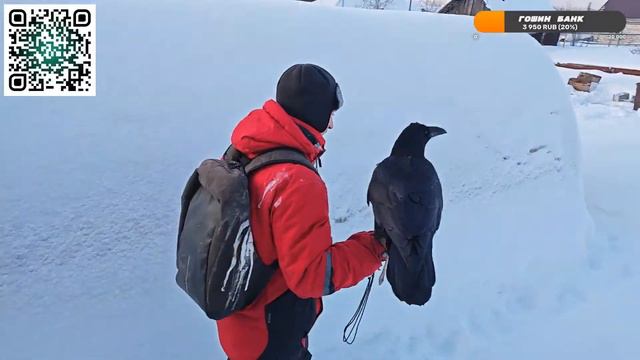 Домашние дела и прогулка с Гошей смотреть онлайн