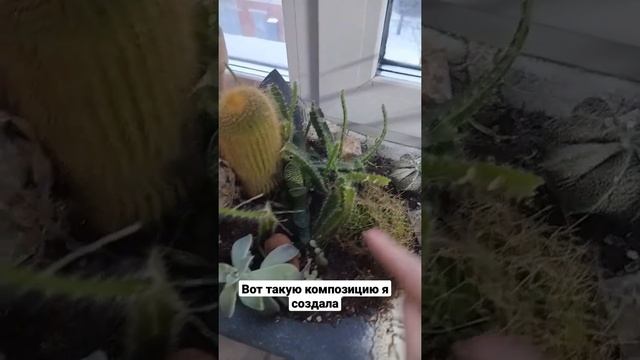 Композиция из кактусов смотреть онлайн