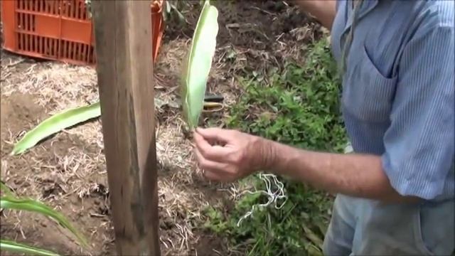 How To: PLANTING DRAGON FRUIT - PITAHAYA. смотреть онлайн