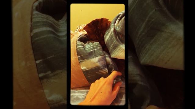 Бенгальский кот Зевс котики смотреть онлайн