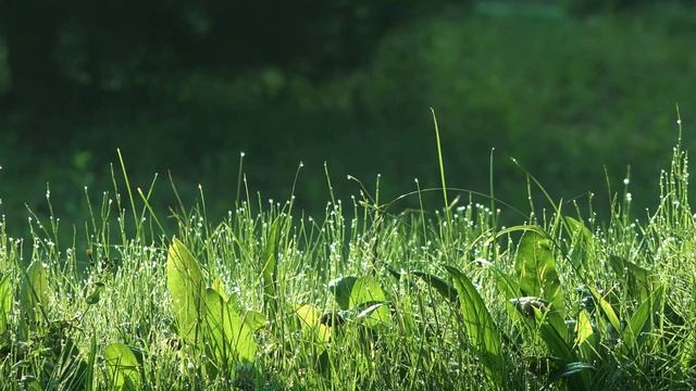 Звуки природы/Утро на лугу/Шум летнего луга/Звуки утреннего луга/Пение птиц/Слушать в наушниках.