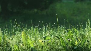 Звуки природы/Утро на лугу/Шум летнего луга/Звуки утреннего луга/Пение птиц/Слушать в наушниках.