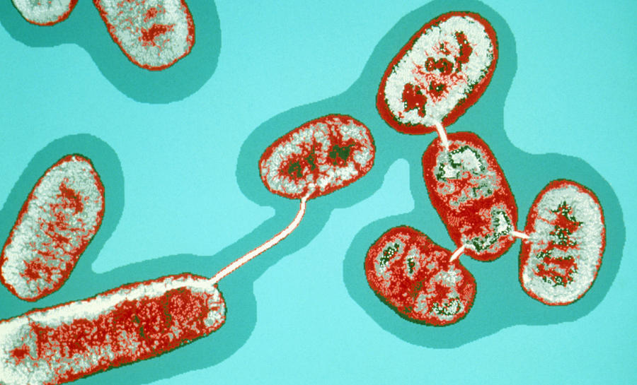 Генетика микроорганизмов. Синтия. Наследственность и изменчивость бактерий.mp4 смотреть онлайн